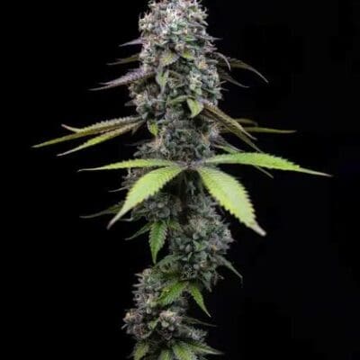 ZOAP STRAIN 3 Seeds