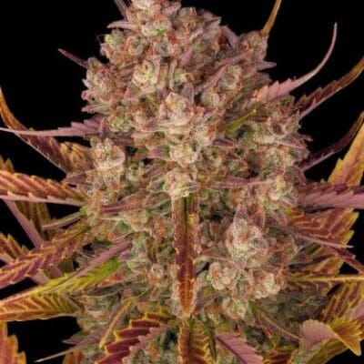 Dos Si Dos Auto Strain 3 Seeds