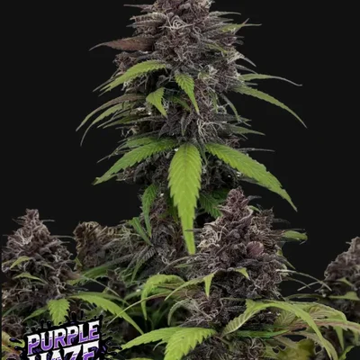 Purple Haze AUTO STRAIN 3 Seeds