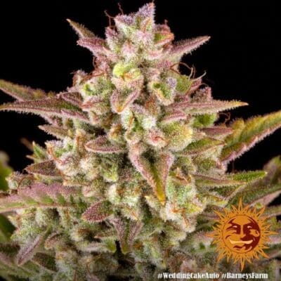 Wedding Cake Auto Strain 3 Seeds